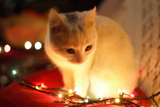 Christmas-cat-looking-at-lights