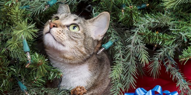 how-to-keep-cats-away-christmas-tree-1567707378